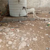 کهر نر نقشی