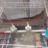 عروس هلندی