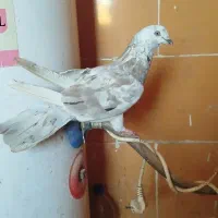 پرنده|پرنده|اهواز, دغاغله|دیوار