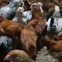 جوجه محلی گلپایگان و جهادی