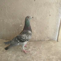کبوتر ماده پلاکی