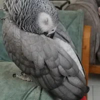 کاسکو سخنگو