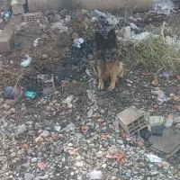 سگ ژرمن|سگ|دزفول, |دیوار