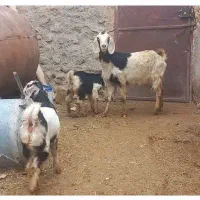 بز و بزغاله