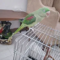 شاه طوطی|پرنده|پاکدشت, پاکدشت (مامازند)|دیوار