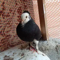 طوقی برون پر خطا