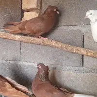 سرخ چشم نوک سفید