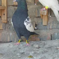 کفتر نر۴عدد|پرنده|مرودشت, ابوذر شمالی|دیوار