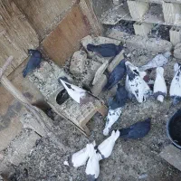 کبوتر پرشی و نقشی|پرنده|پیر بکران, |دیوار