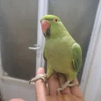 طوطی ملنگو دستی فول