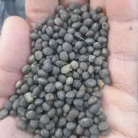 سیاه دانه و قره دنه