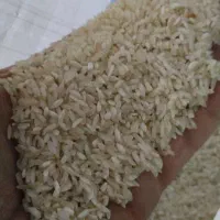 برنج کامفیروزی|خوردنی و آشامیدنی|شیراز, تلخ داش|دیوار