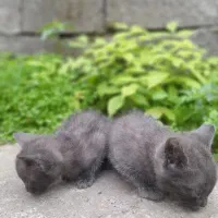 واگذاری بچه گربه خاکستری تمام