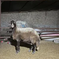 گوسفند کردستانی