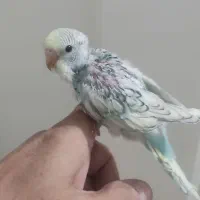 مرغ عشق رینبو رنگین‌کمانی و جفت خورده