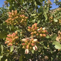 نهال گردوی چندلر خوشه ای|خدمات باغبانی و درختکاری|بستان آباد, |دیوار