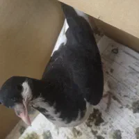 کبوتر یال چپ . خوشرنگ