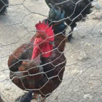 خروس گردن لختی