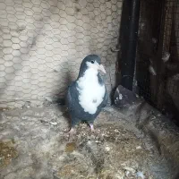 کبوتر کرواتی|پرنده|مشهد, رضاشهر|دیوار