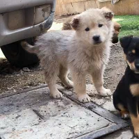 توله سرابی|سگ|هشتگرد, هشتگرد قدیم|دیوار