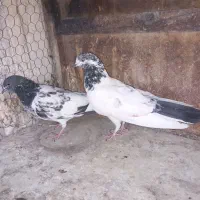 دوتا کفتر گرفتنی پاکستانی ماده مست