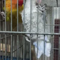 برزیلی مولد