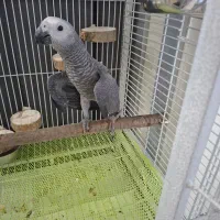 جوجه کاسکو ۷۰ روزه به همراه قفس کاسکویی بزرگ