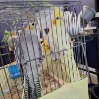 عروس هلندی جوجه تازه دون خور|پرنده|شهرضا, |دیوار