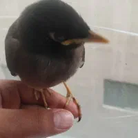 جوجه مینا