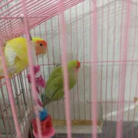 طوطی برزیلی زیبا شیتون|پرنده|قرچک, مهدیه|دیوار