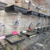 بزرگترین مجموعه کاسکو راهب گرینچیک طوطی در اصفهان|پرنده|اصفهان, عطار نیشابوری|دیوار