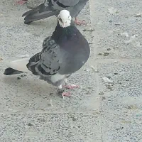 کبوتر ماده خوب برای جوجه کشی