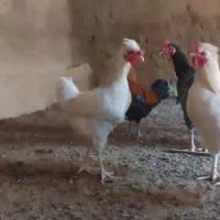 خروس جوان|حیوانات مزرعه|رضویه, |دیوار