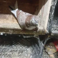 کبوتر|پرنده|شهریار, اسد‌آباد|دیوار