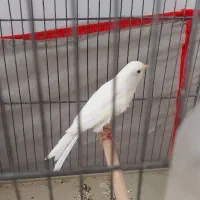 قناری سفید مست دهن زن