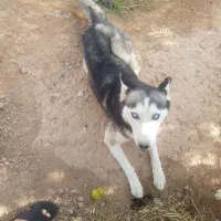 توله هاسکی|سگ|مبارکه, |دیوار