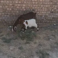 بز زایده