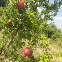 انار|خوردنی و آشامیدنی|گرمادوز, |دیوار