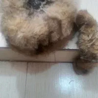 کلاه روس|لباس|تهران, شهید رجایی|دیوار