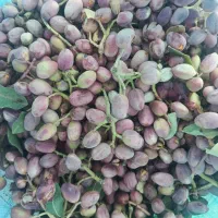 خریدوفروش پسته کال ورسیده وخشک