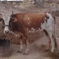 گاو سیمیتال همراه با گوساله