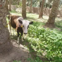 گوساله سمینتال.با گاو ابستن