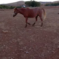 مادیان45|اسب و تجهیزات اسبسواری|الشتر, |دیوار