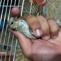 فروش سهره|پرنده|اصفهان, پرتمان|دیوار