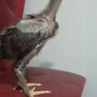 جوجه لاری اصیل ۳۵ روزه