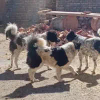 واگذاری دوعدد سگ گله هم قار نر۱۱ ماهه