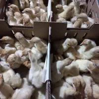 جوجه بوقلمون گوشتی (سنگین وزن)بیوتی/نمیچه/پرواری|حیوانات مزرعه|شیراز, آبیاری|دیوار