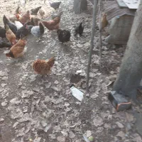 مرغ و خروس و عروس هلندی فروشی