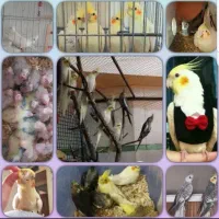 عروس هلندی جوان و سالم
