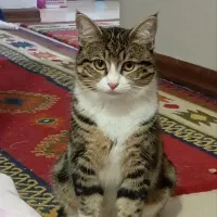 واگذاری گربه بالغ|گربه|یزد, |دیوار